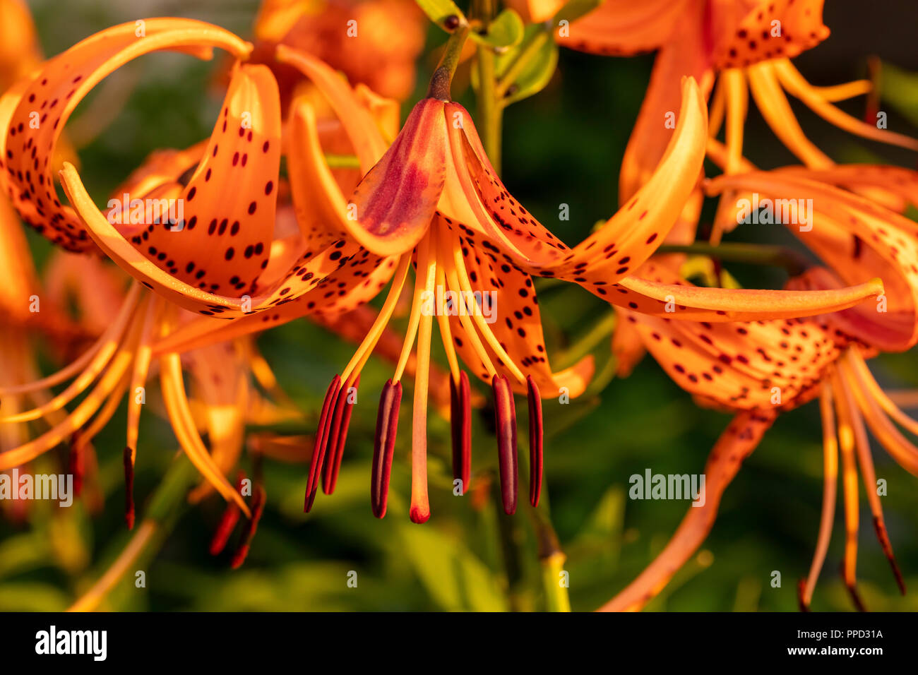 Tiger lily flower hires stock photography and images Alamy