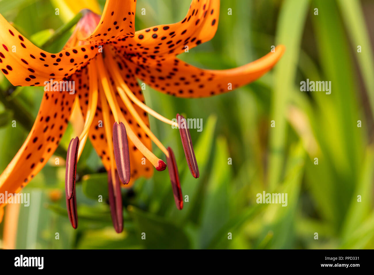 Tiger Lily main image 1