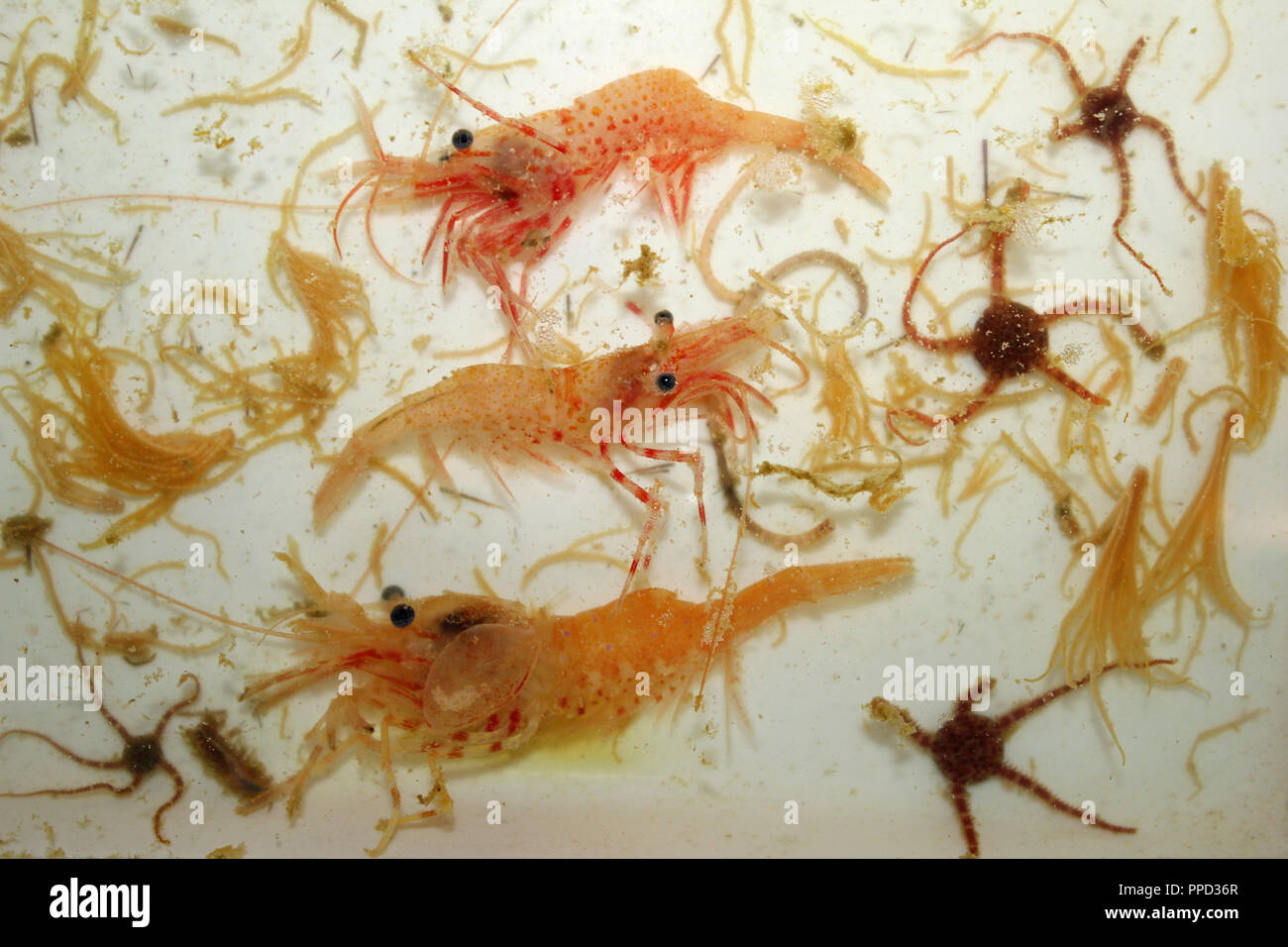 Shrimp and Brittlestars Ophiuroidea spp.Caught during Trawling In the Arctic Ocean on board the CCGS Amundsen Stock Photo