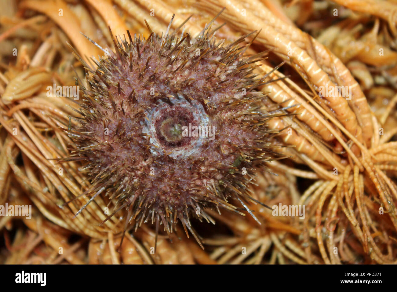 Green Sea Urchin Strongylocentrotus droebachiensis on a bed of Crinoids Heliometra glacialis Stock Photo