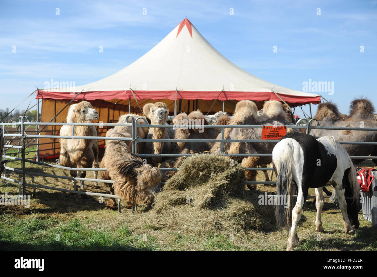 Camels in the enclosure in Circus Kaiser in Pasing. Stock Photo