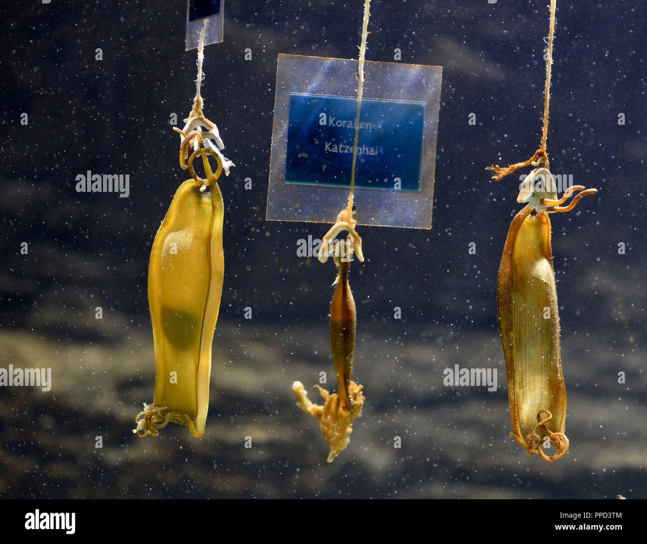 Shark eggs in the seawater pool at the Sea Life Aquarium in the Olympic Park in Munich. Stock Photo