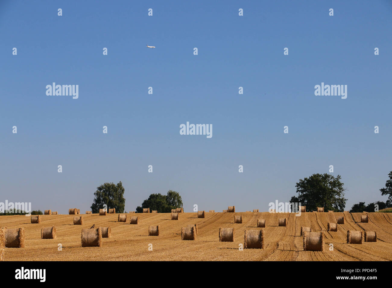 Field with freshly tied straw bales, south of Unterbachern. Stock Photo