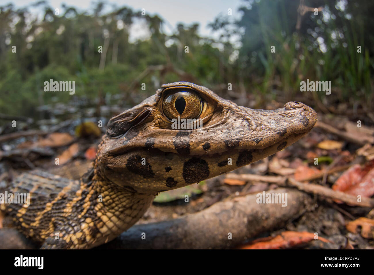 A juvenile black caiman (Melanosuchus niger), when this one grows up it will be an apex predator of the Amazon. This one is basking along the lake. Stock Photo