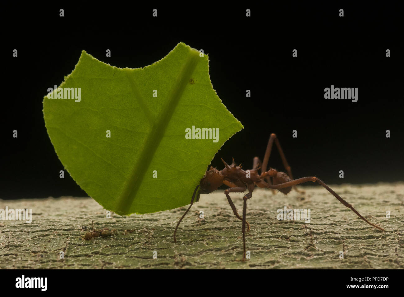 A leaf cutting ant (Atta cephalotes) transporting a cut segment of a leaf back to its nest in the Amazon rainforest. Stock Photo
