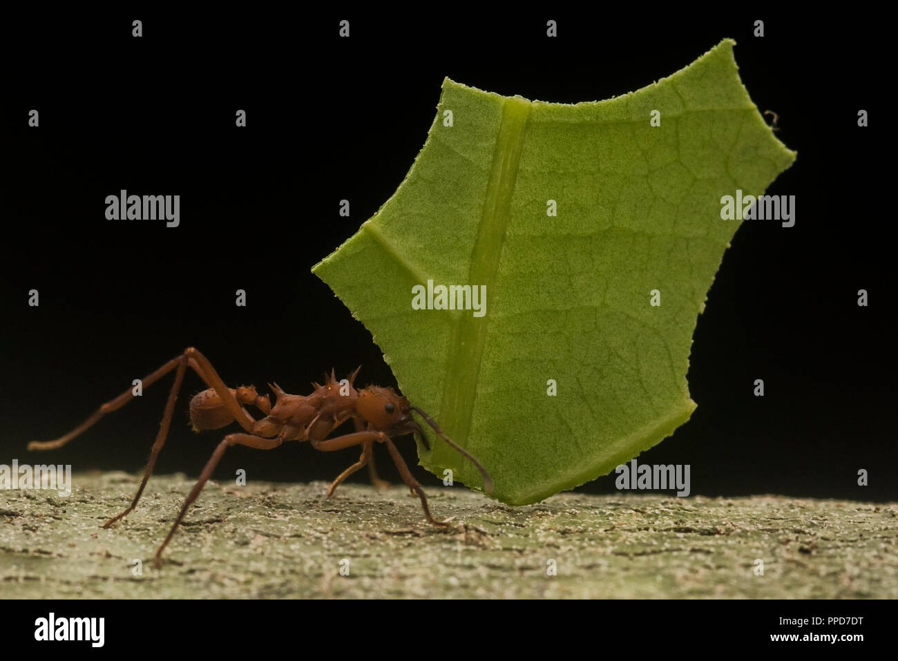 A leaf cutting ant (Atta cephalotes) transporting a cut segment of a leaf back to its nest in the Amazon rainforest. Stock Photo