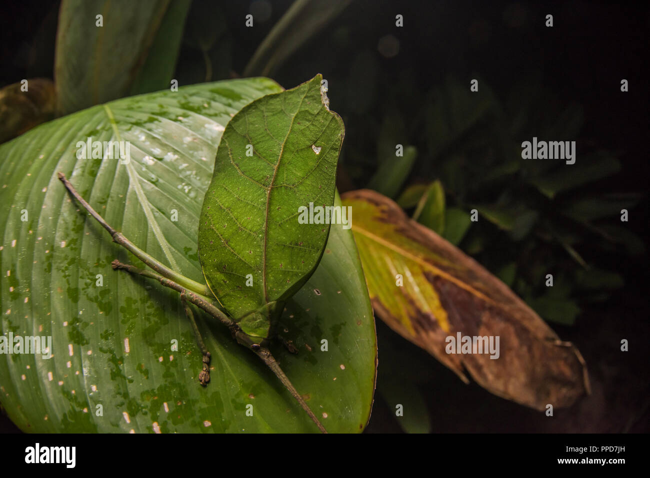 A katydid blending in and mimicking a leaf in the Amazon rainforest in order to stay hidden from predators. Stock Photo