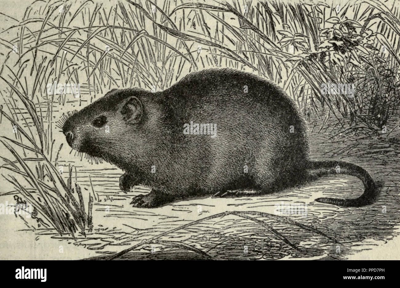 Cane rat hi-res stock photography and images - Alamy Cane rat hi-res stock photography and images - Alamy