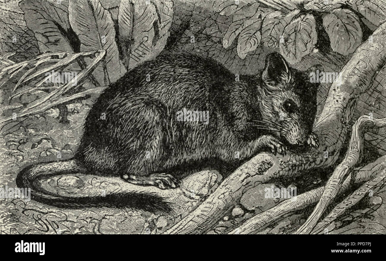 The Degu Stock Photo