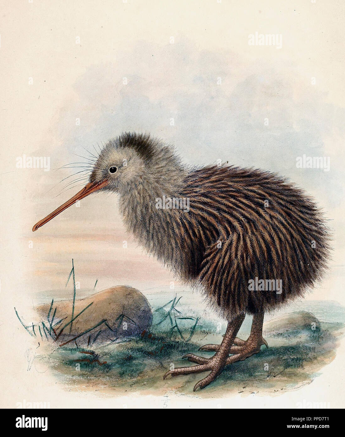 Apteryx Australis Juvenile - The southern brown kiwi, tokoeka, or common kiwi, Apteryx australis, is a species of kiwi from New Zealand's South Island Stock Photo