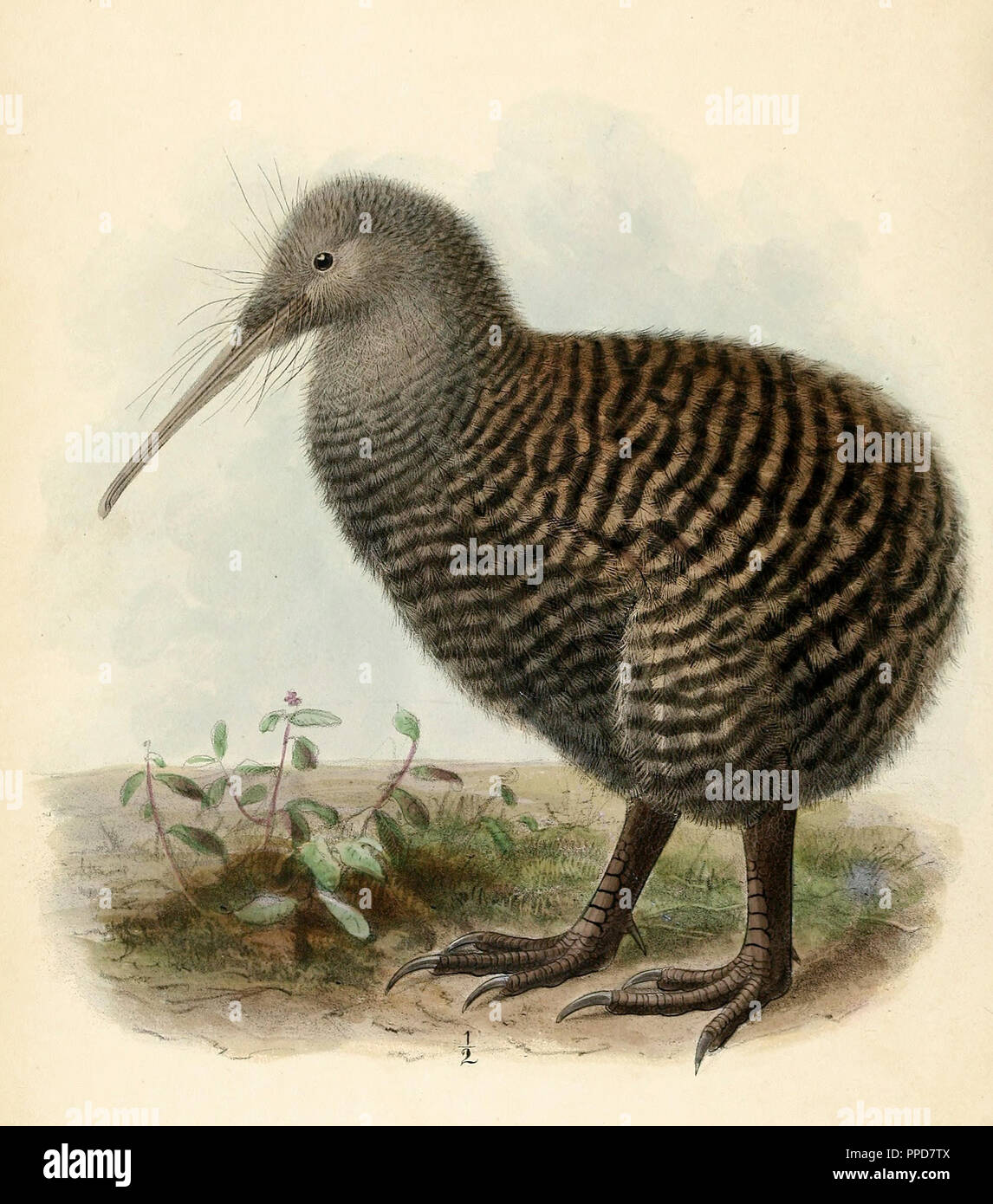 The great spotted kiwi, great grey kiwi, or roroa (Apteryx haastii) is a species of kiwi endemic to the South Island of New Zealand. Stock Photo