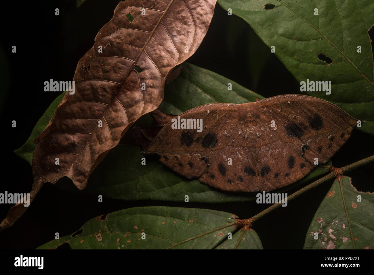 A moth species mimics dead leafs in order to blend in and evade the attention of predators. Stock Photo