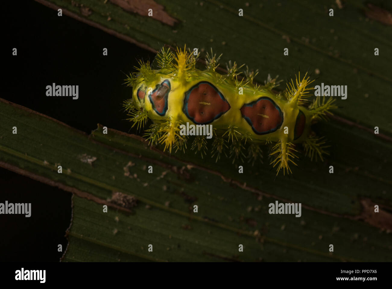 A stinging caterpillar of a slug moth from the Amazon rainforest, this one was seen in Madre de Dios, Peru. Stock Photo