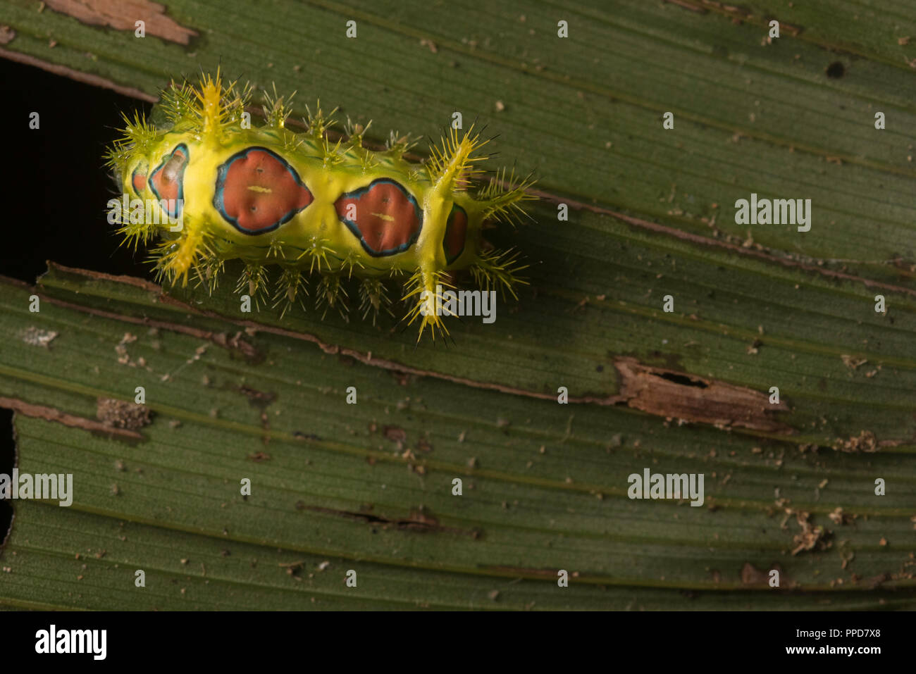 A stinging caterpillar of a slug moth from the Amazon rainforest, this one was seen in Madre de Dios, Peru. Stock Photo