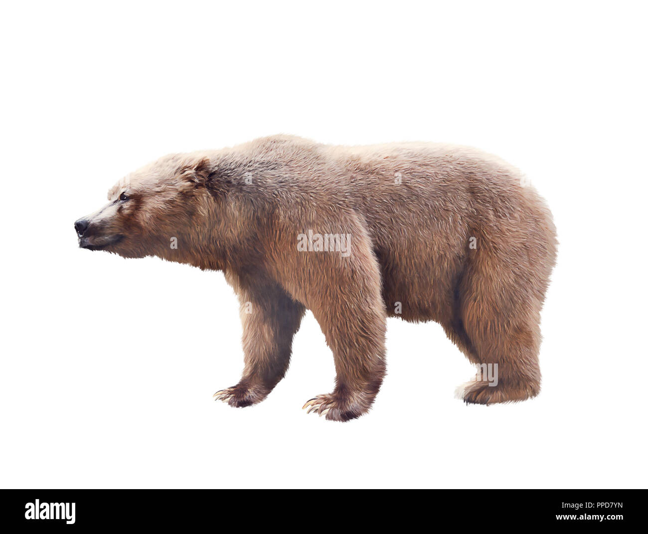 Brown bear watercolor isolated on white background Stock Photo - Alamy