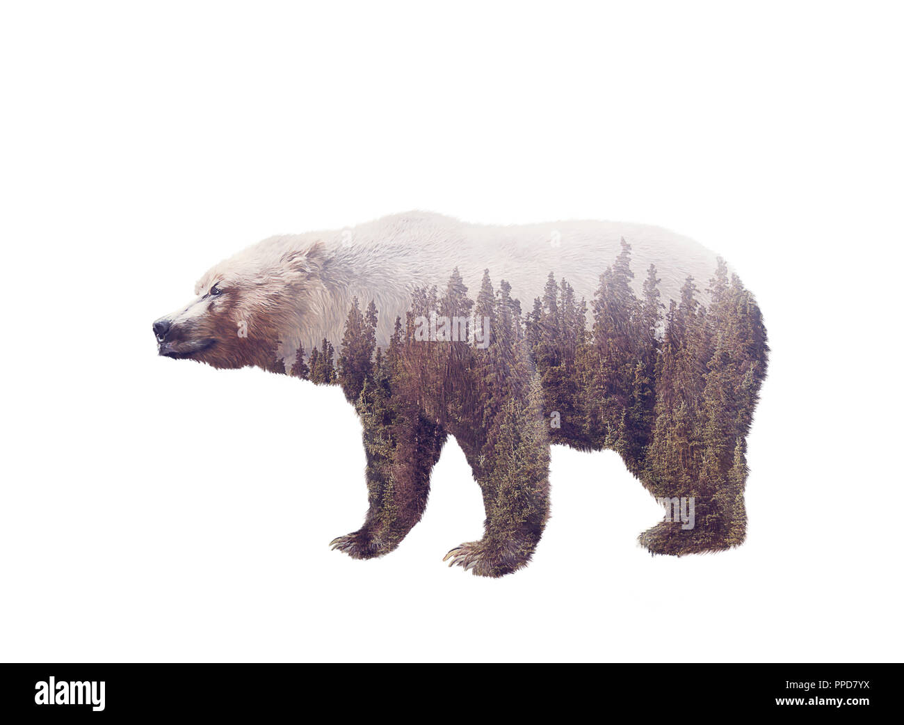 https://c8.alamy.com/comp/PPD7YX/double-exposure-of-a-wild-brown-bear-and-a-pine-forest-isolated-on-white-background-PPD7YX.jpg