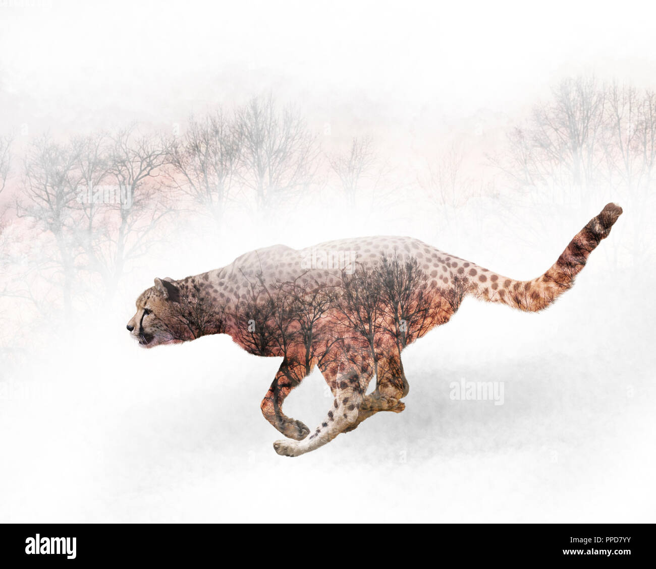 Double exposure wildlife hi-res stock photography and images - Alamy