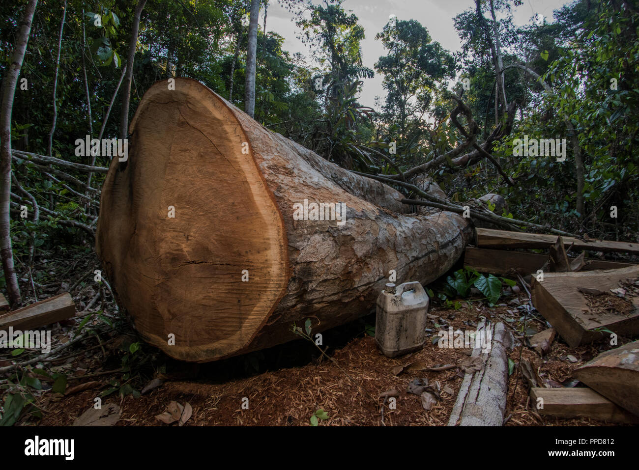 A logging site in Madre de Dios, Peru. Illegal logging is a huge threat to the Amazon rainforest.  Here a mature hardwood tree has been felled. Stock Photo