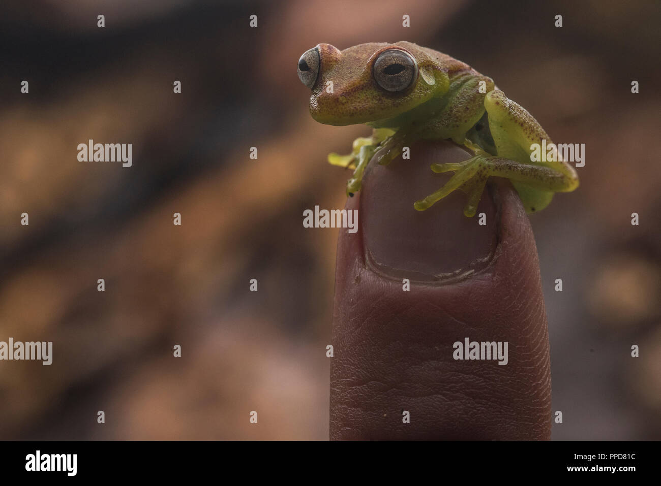 Frog on finger hi-res stock photography and images - Alamy