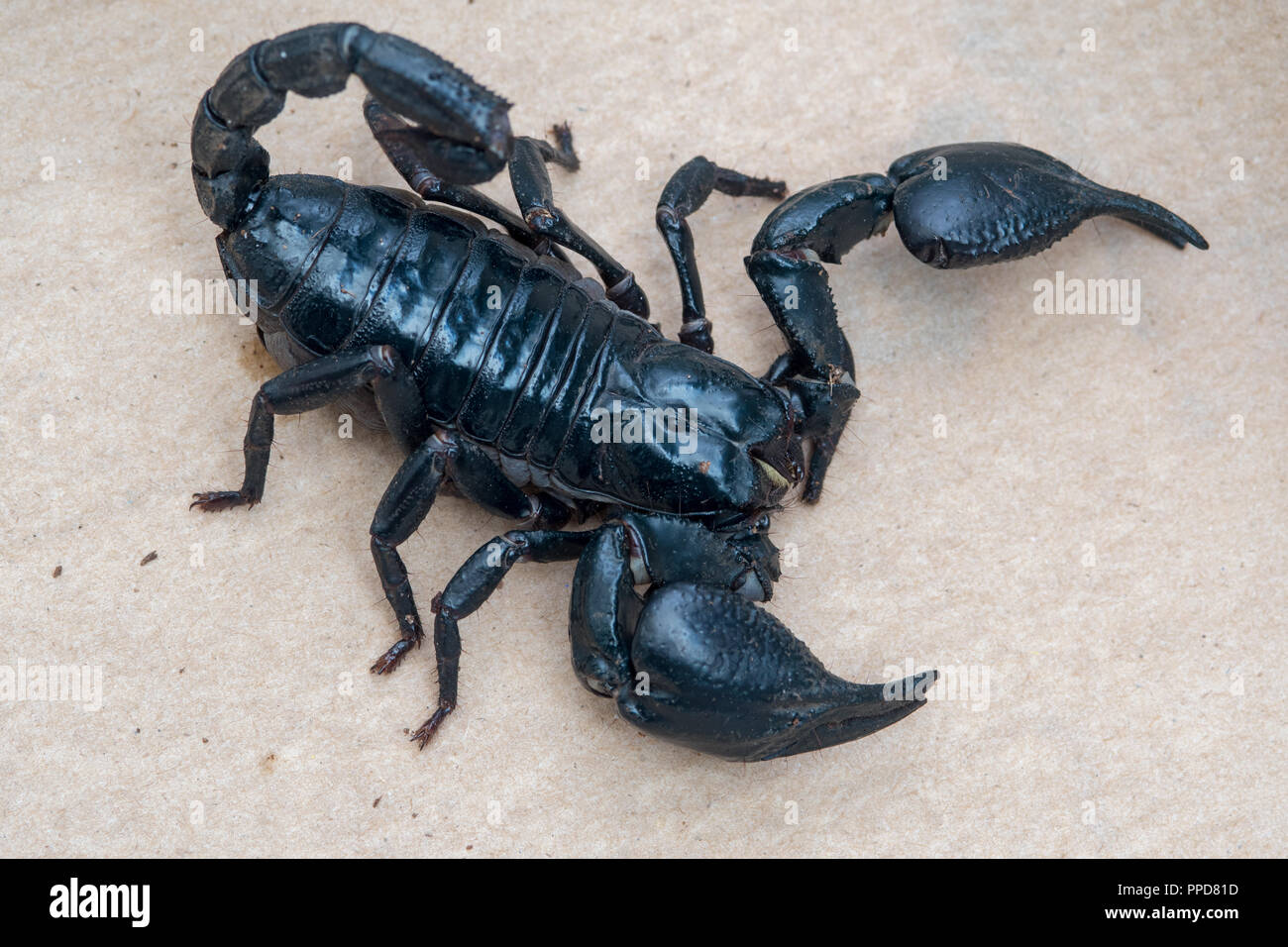 Blue Asian Forest Scorpion (Heterometrus spinifer) Stock Photo