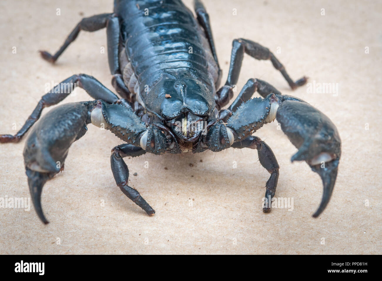 Blue Asian Forest Scorpion (Heterometrus spinifer) Stock Photo