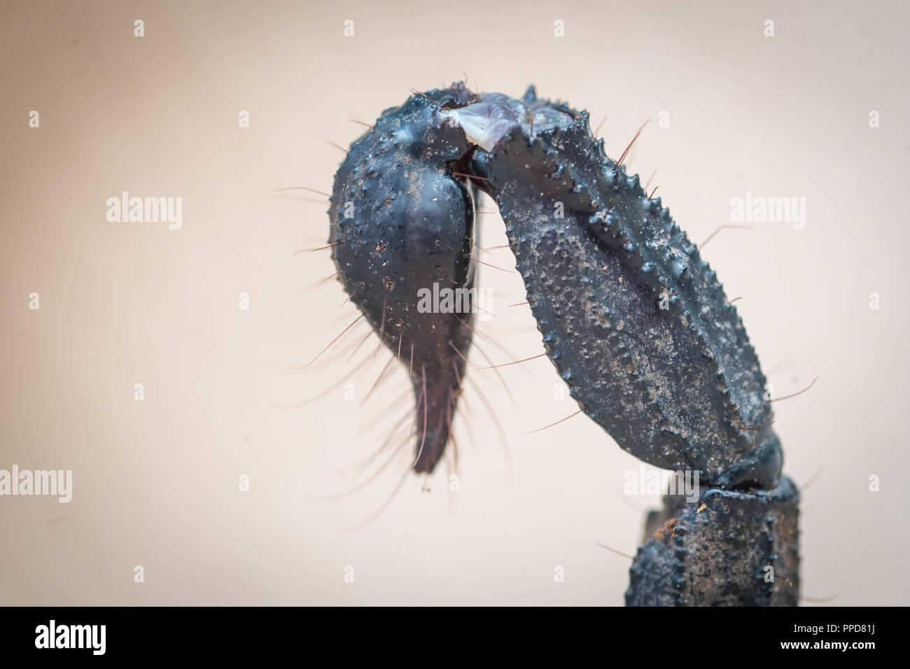 Blue Asian Forest Scorpion (Heterometrus spinifer) Stock Photo