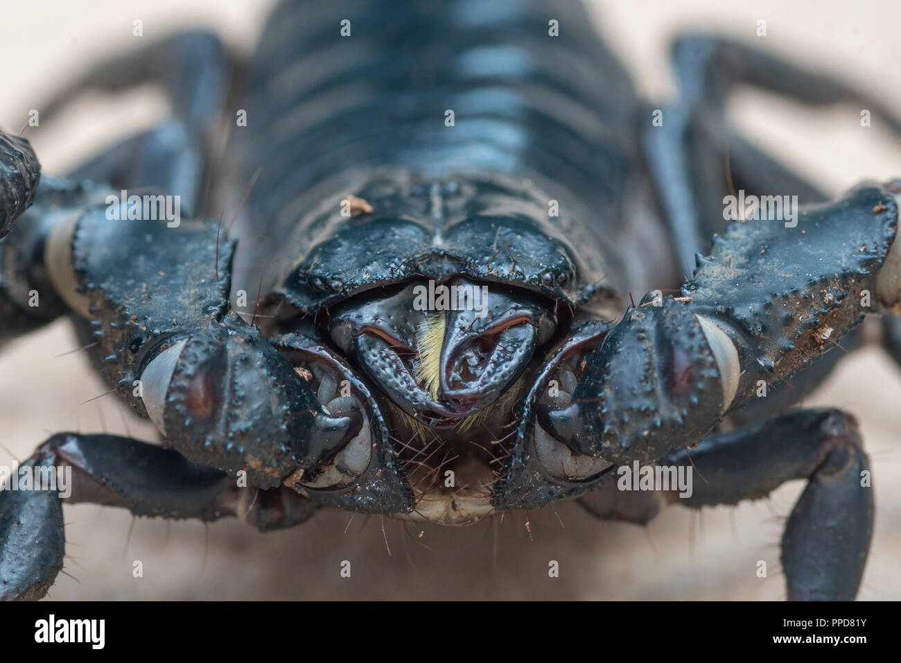 Blue Asian Forest Scorpion (Heterometrus spinifer) Stock Photo