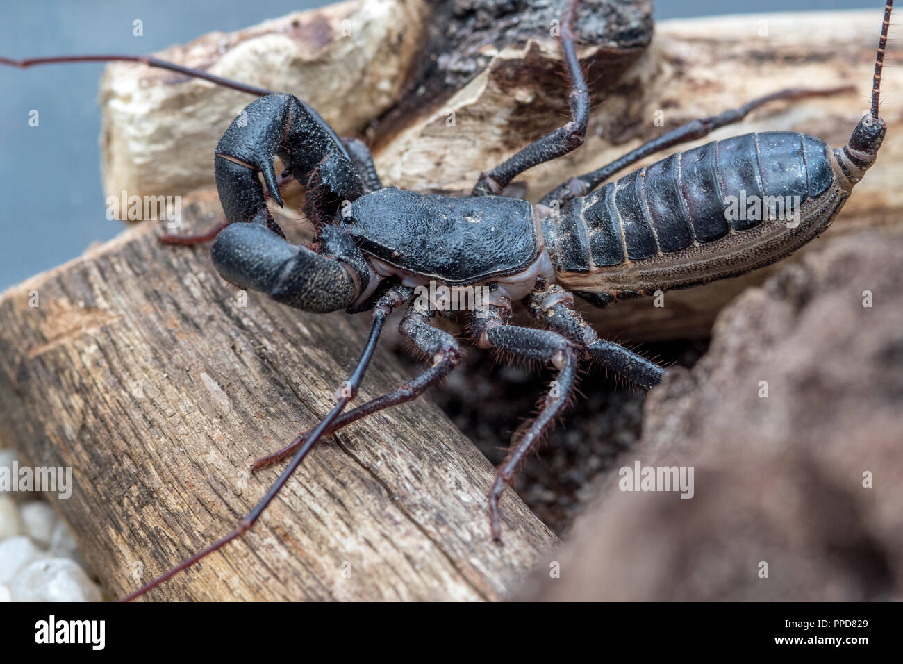 Vinegaroon hires stock photography and images Alamy