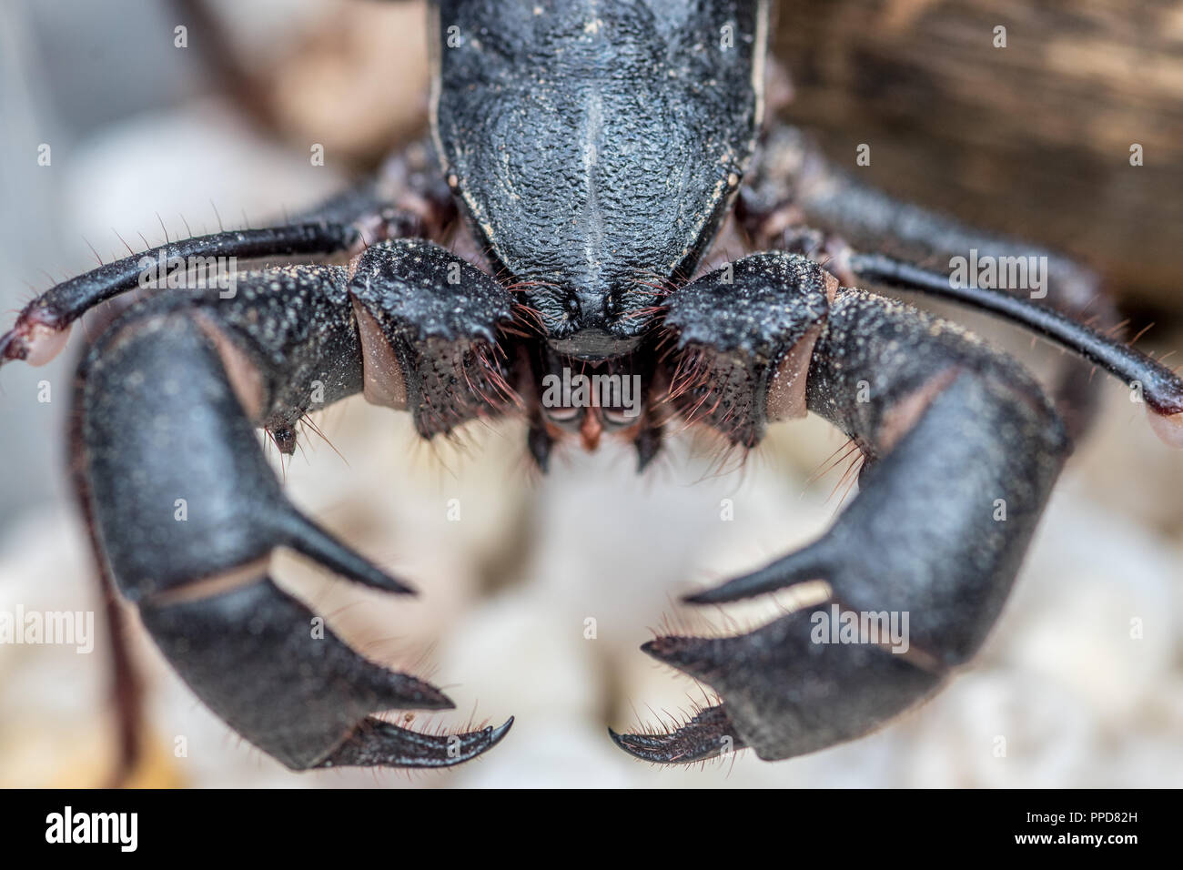 Whip Scorpion (vinegaroon , Thelyphonida Stock Photo Alamy