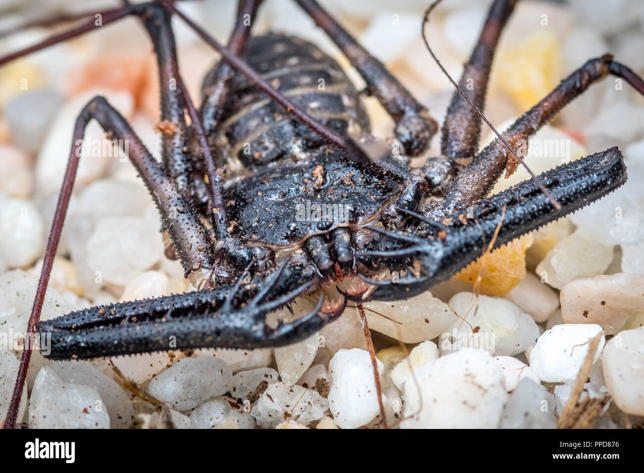 Tailless Whip Scorpion (Amblypygi) Stock Photo
