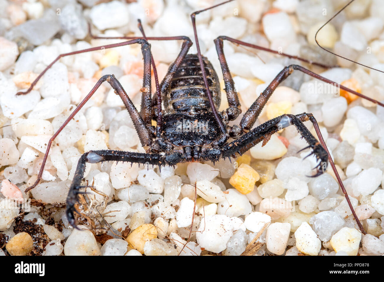 tailless-whip-scorpion-amblypygi-hi-res-stock-photography-and-images