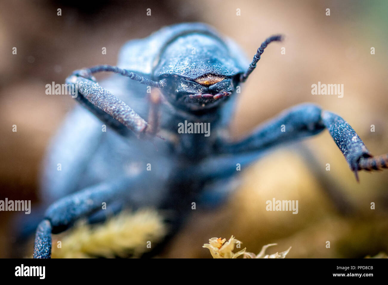 Desert ironclad beetle or blue death feigning beetle (Asbolus verrucosus Stock Photo Alamy
