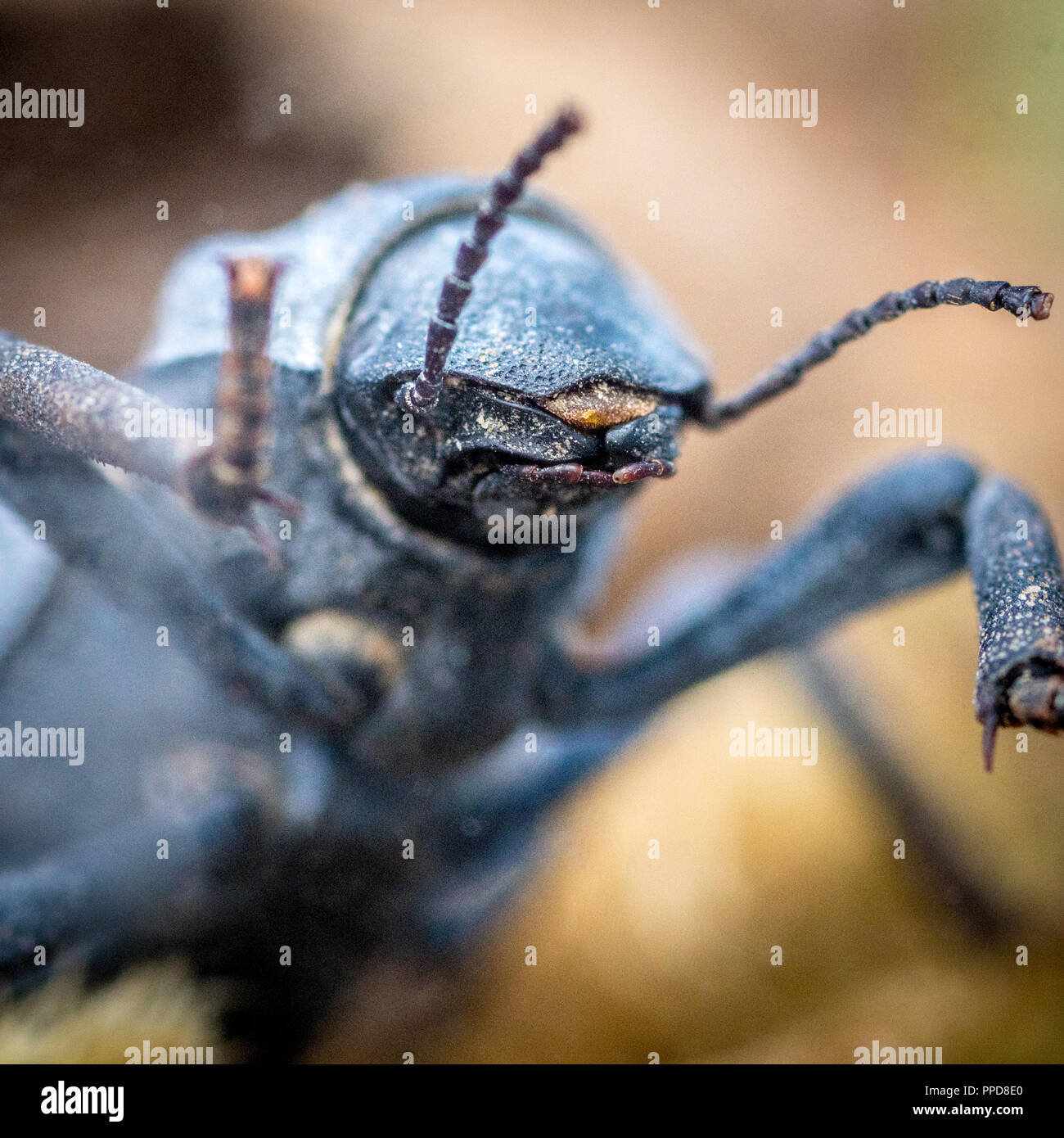 Desert ironclad beetle or blue death feigning beetle (Asbolus verrucosus) Stock Photo