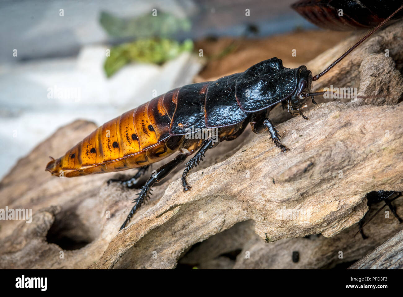 Madagascar Hissing Cockroach (Gromphadorhina Portentosa Stock Photo - Alamy