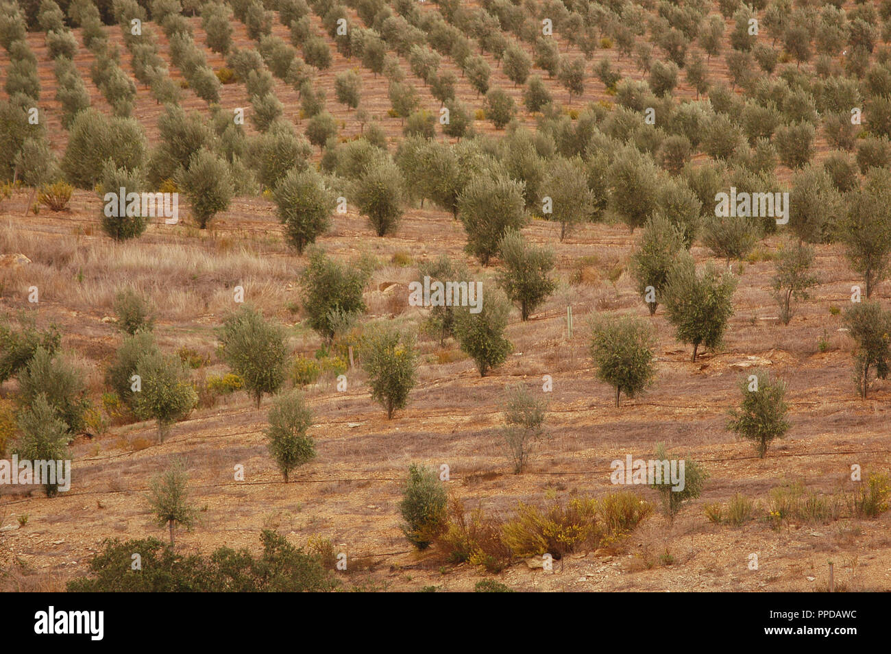 Olive plantation. El Alentejo. Portugal. Stock Photo
