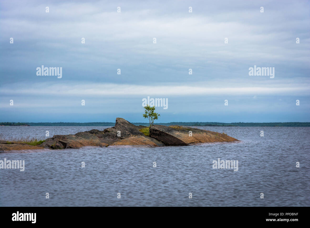 Lonely tree on a small rocky island in Onezhskaya Guba, Karelia, Russia. Stock Photo