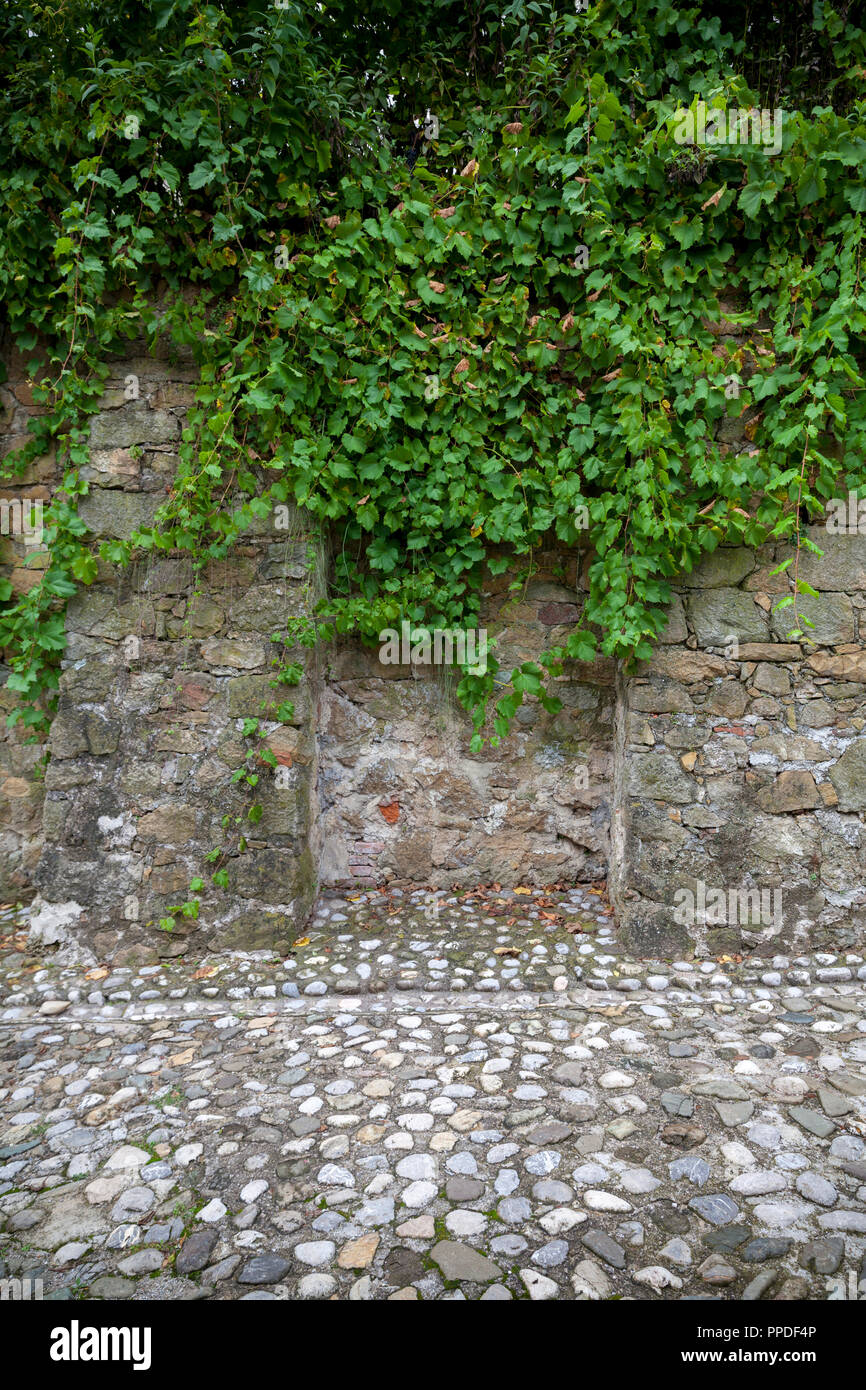 Old stone wall with vines, background Stock Photo - Alamy