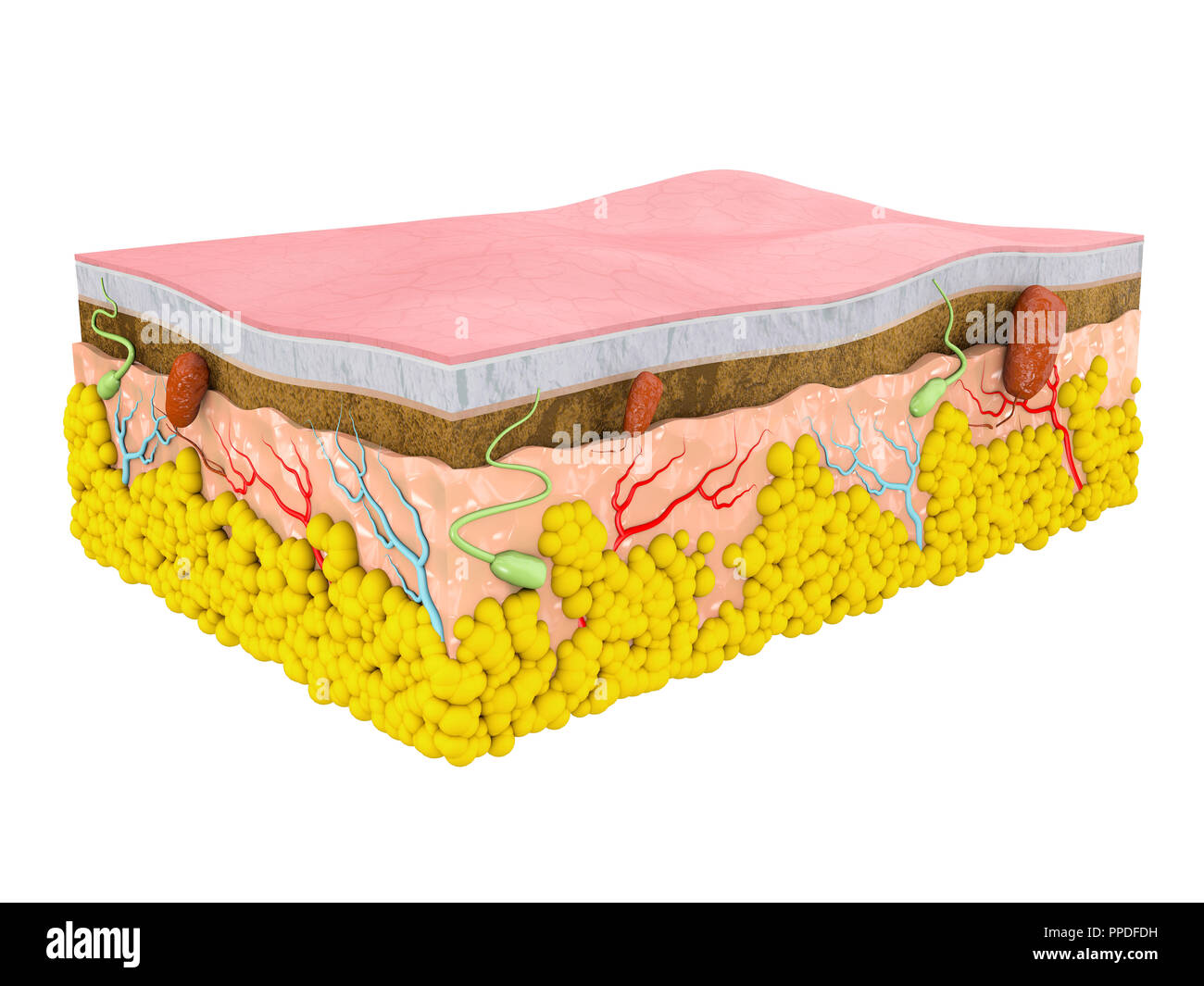 Human skin diagram hires stock photography and images Alamy