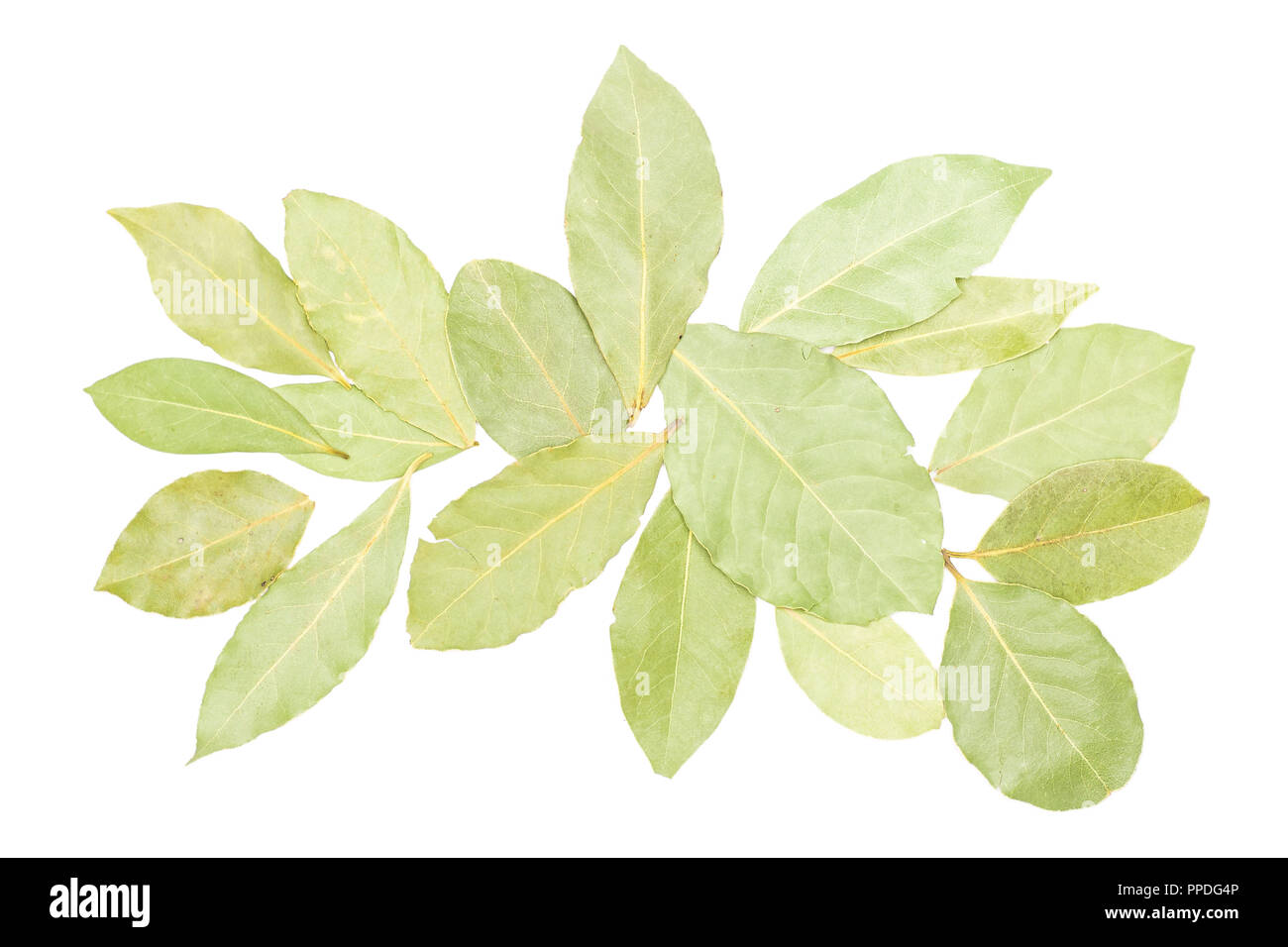 Lot of whole dry olive green bay laurel leaves flatlay isolated on