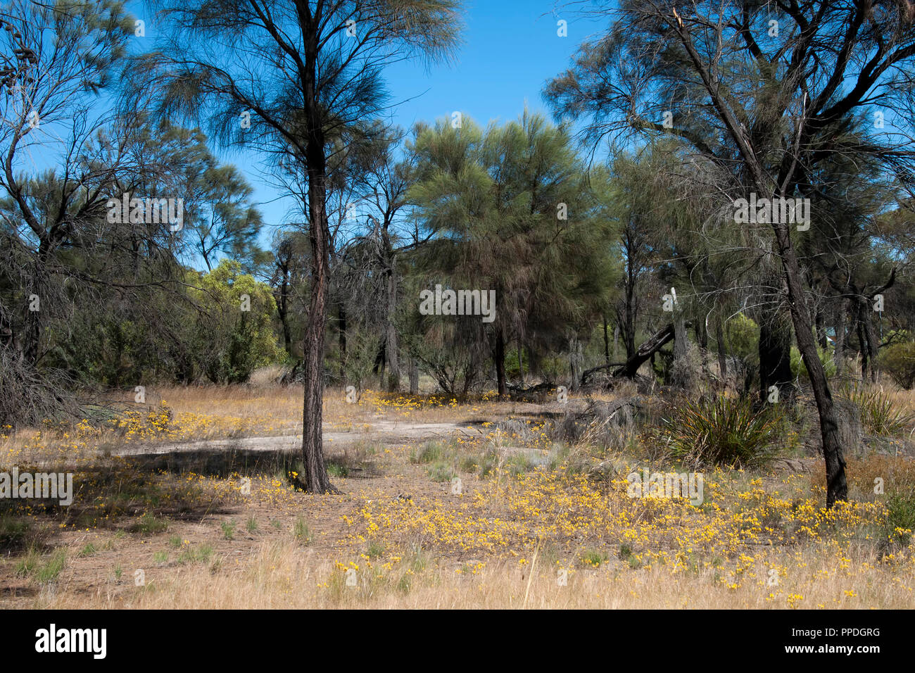 Hyden Australia, bush scene with sheoak trees and yellow wildflowers Stock Photo