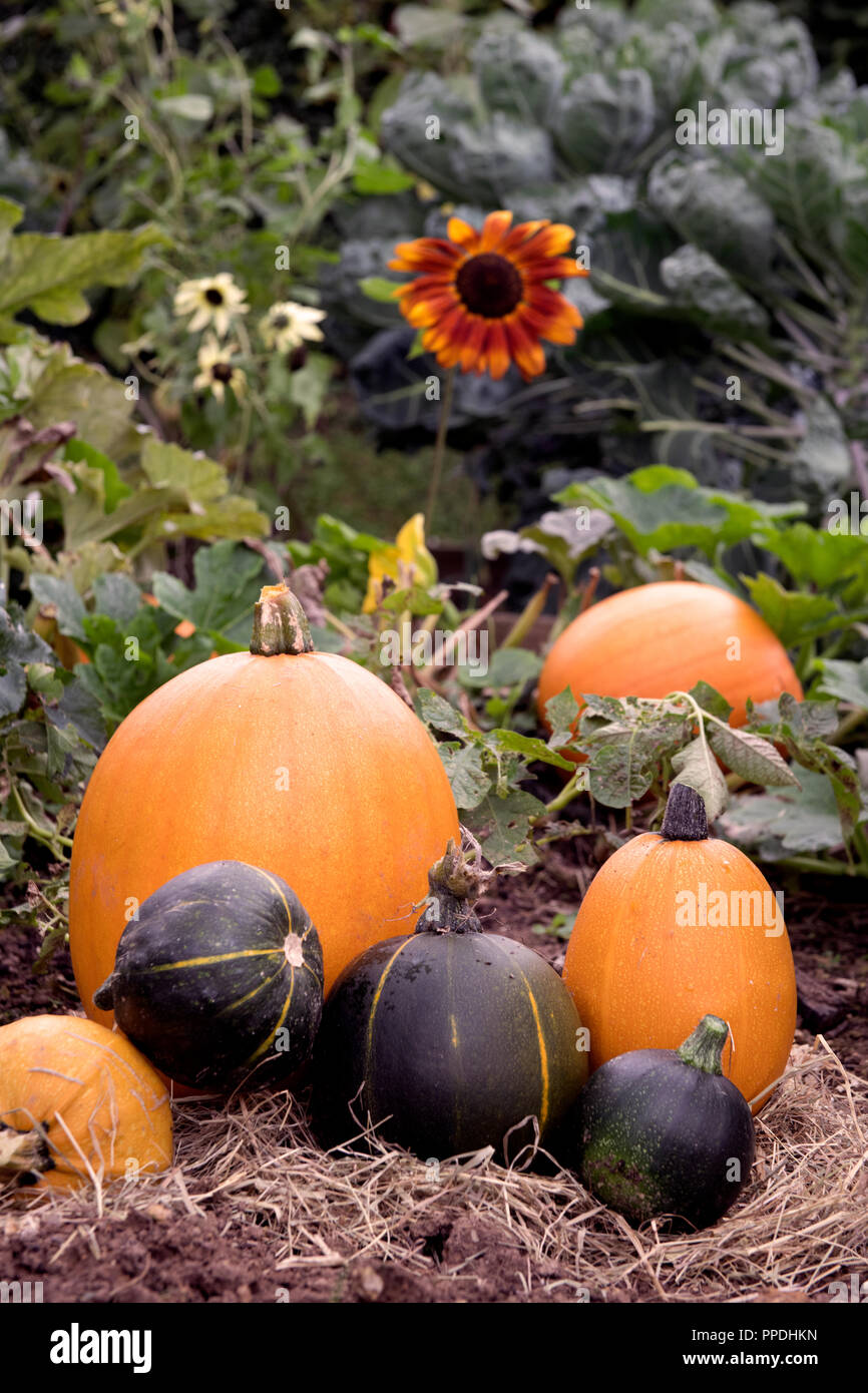 Pumpkins and courgettes with sunflowers on a raised be in late summer