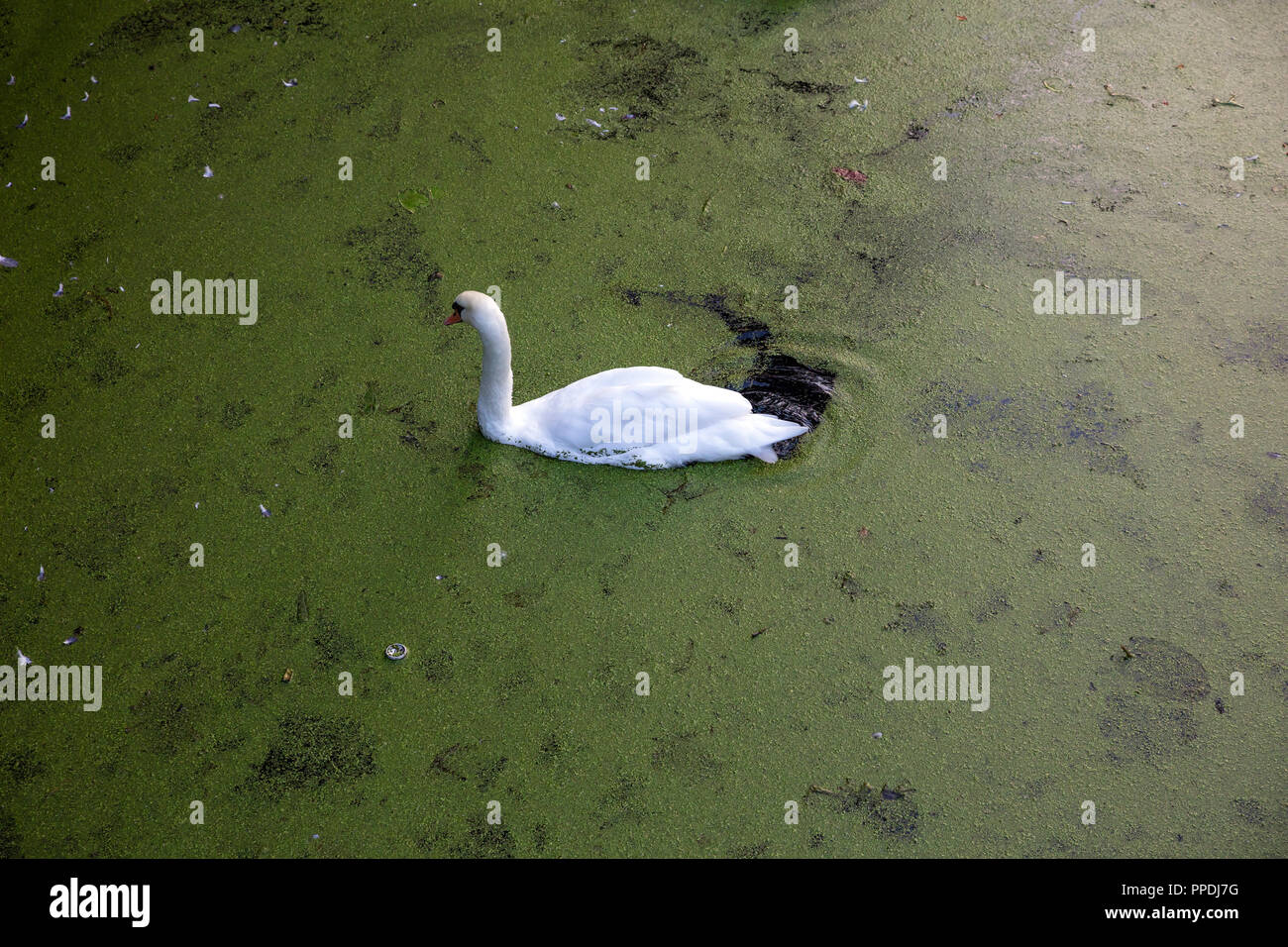 A swan swimming in a pond background Stock Photo - Alamy