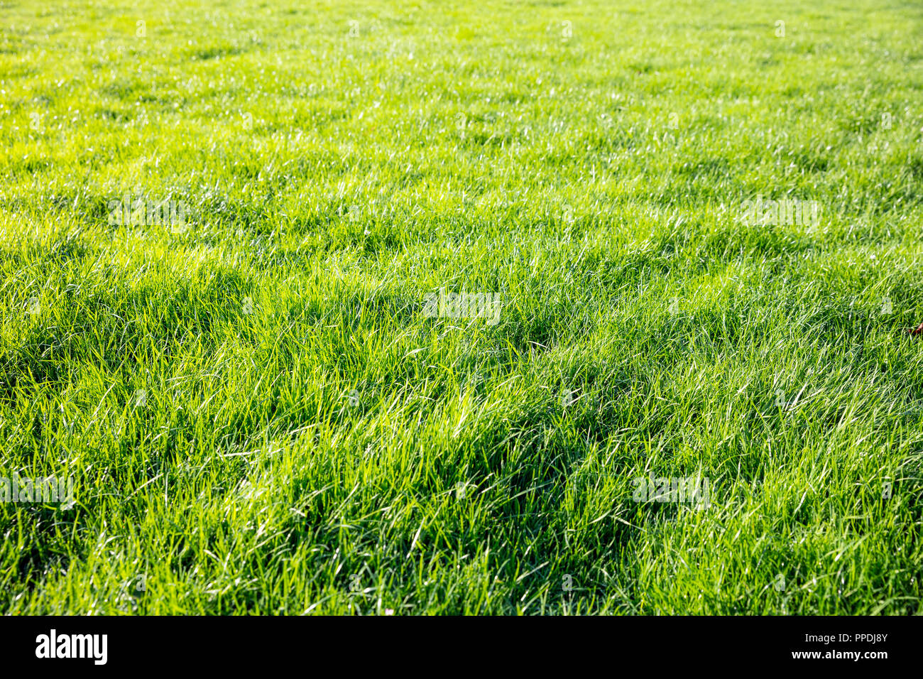 Green grass close-up view, backdrop, background Stock Photo - Alamy
