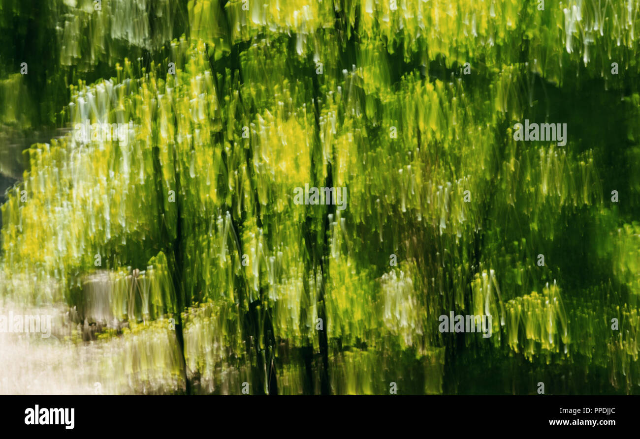 abstract photo of spring forest background with the help of camera hand ...