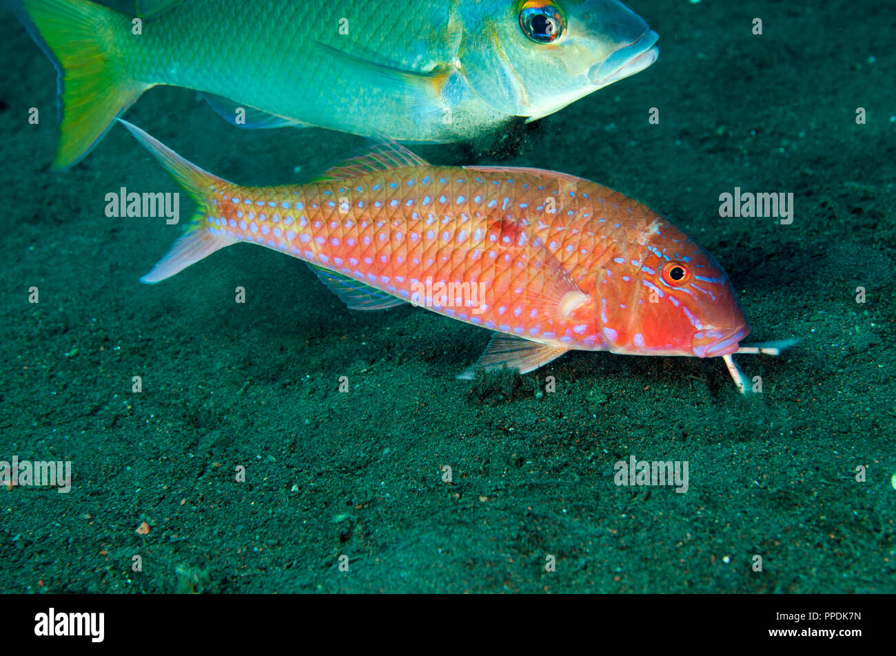 Cinnabar goatfish, Parupeneus heptacanthus, Bali Indonesia. Stock Photo