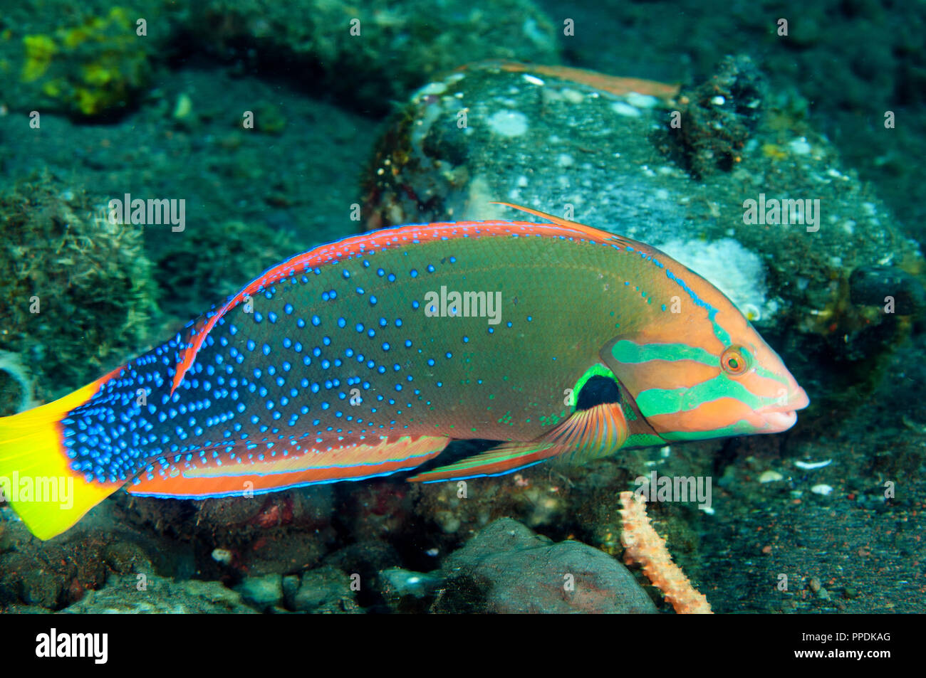 Yellowtail coris, Coris gaimard, Bali Indonesia Stock Photo Alamy