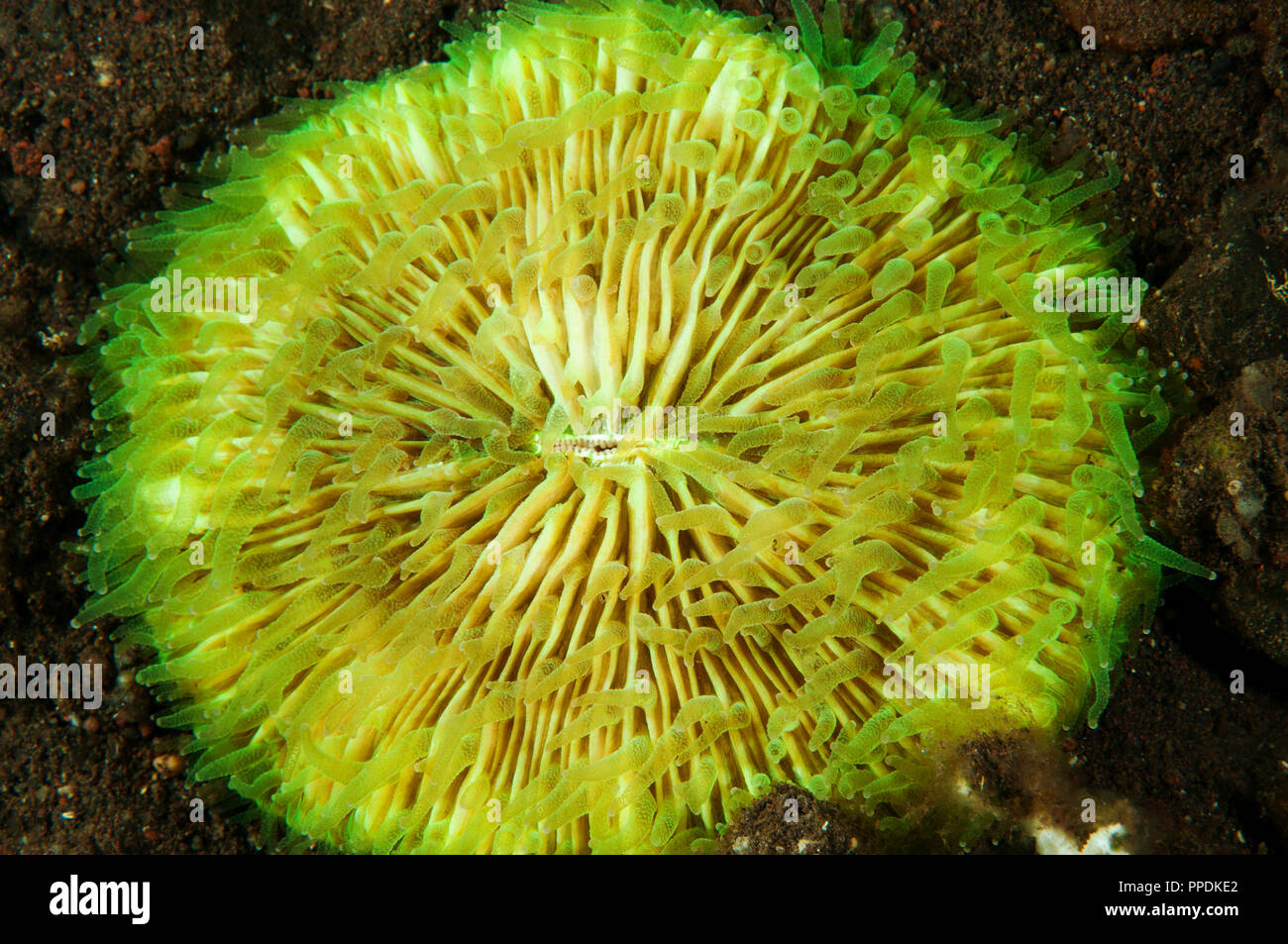 Fluorescent mushroom coral, Fungia sp., Bali Indonesia. Stock Photo