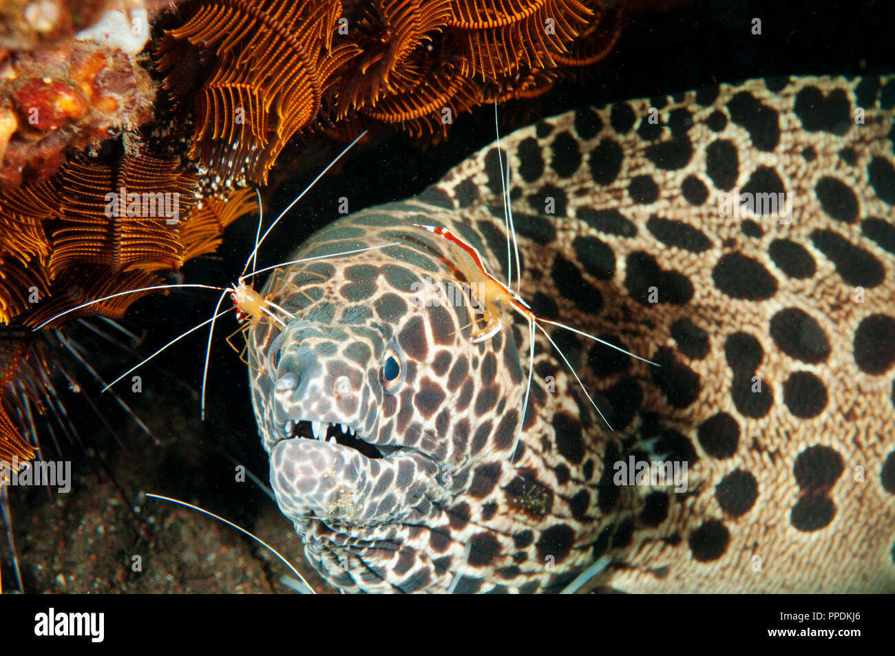 Honeycomb moray eel, Gymnothorax favagineus, being cleaned by cleaner shrimps, Lysmata amboinensis, Bali Indonesia. Stock Photo