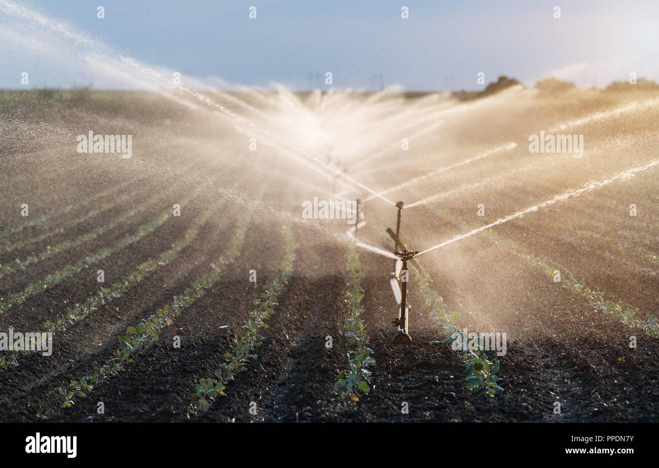 Drip irrigation system crop hi-res stock photography and images - Alamy