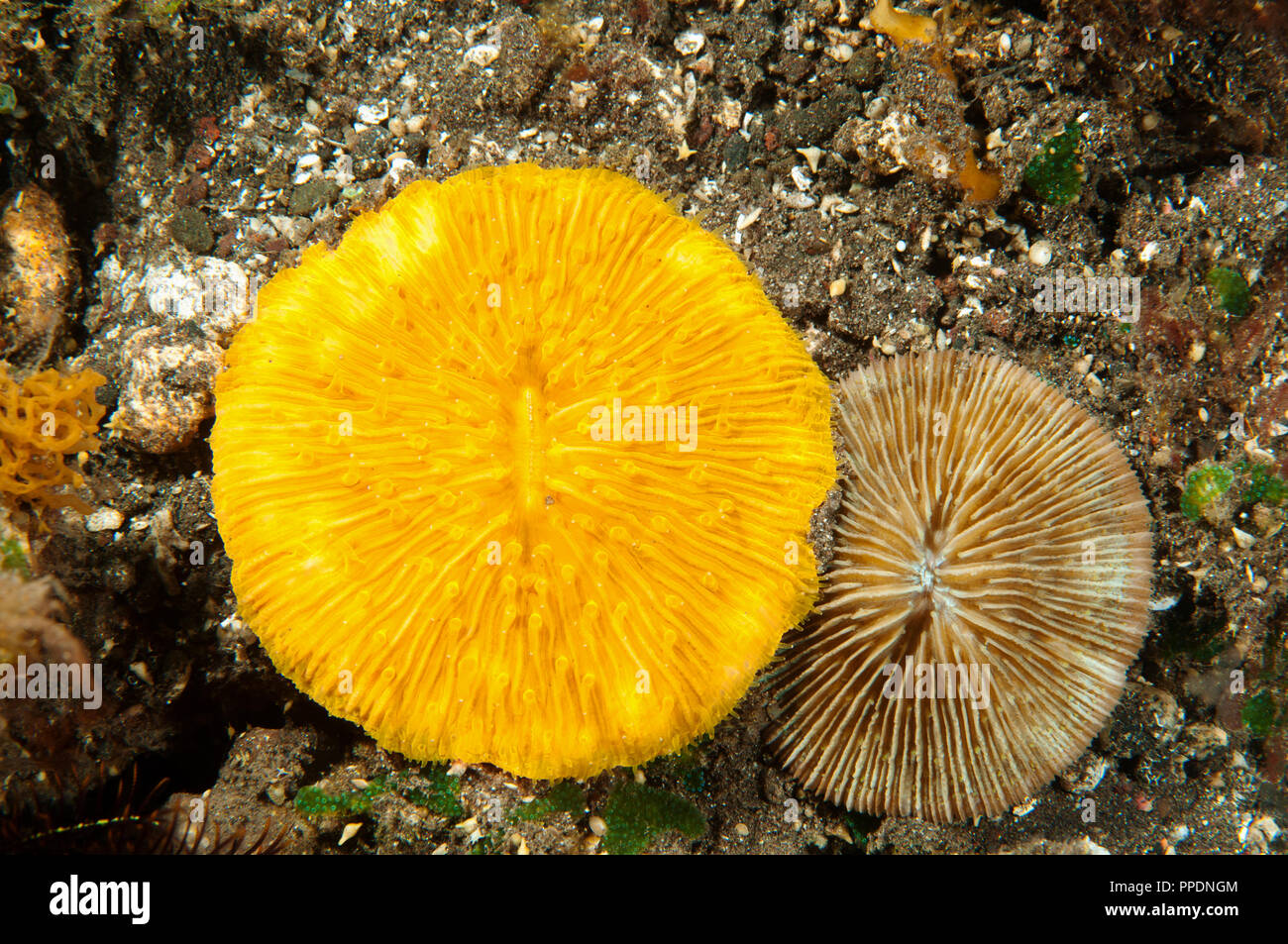 Fluorescent mushroom coral, Fungia sp., Bali Indonesia. Stock Photo